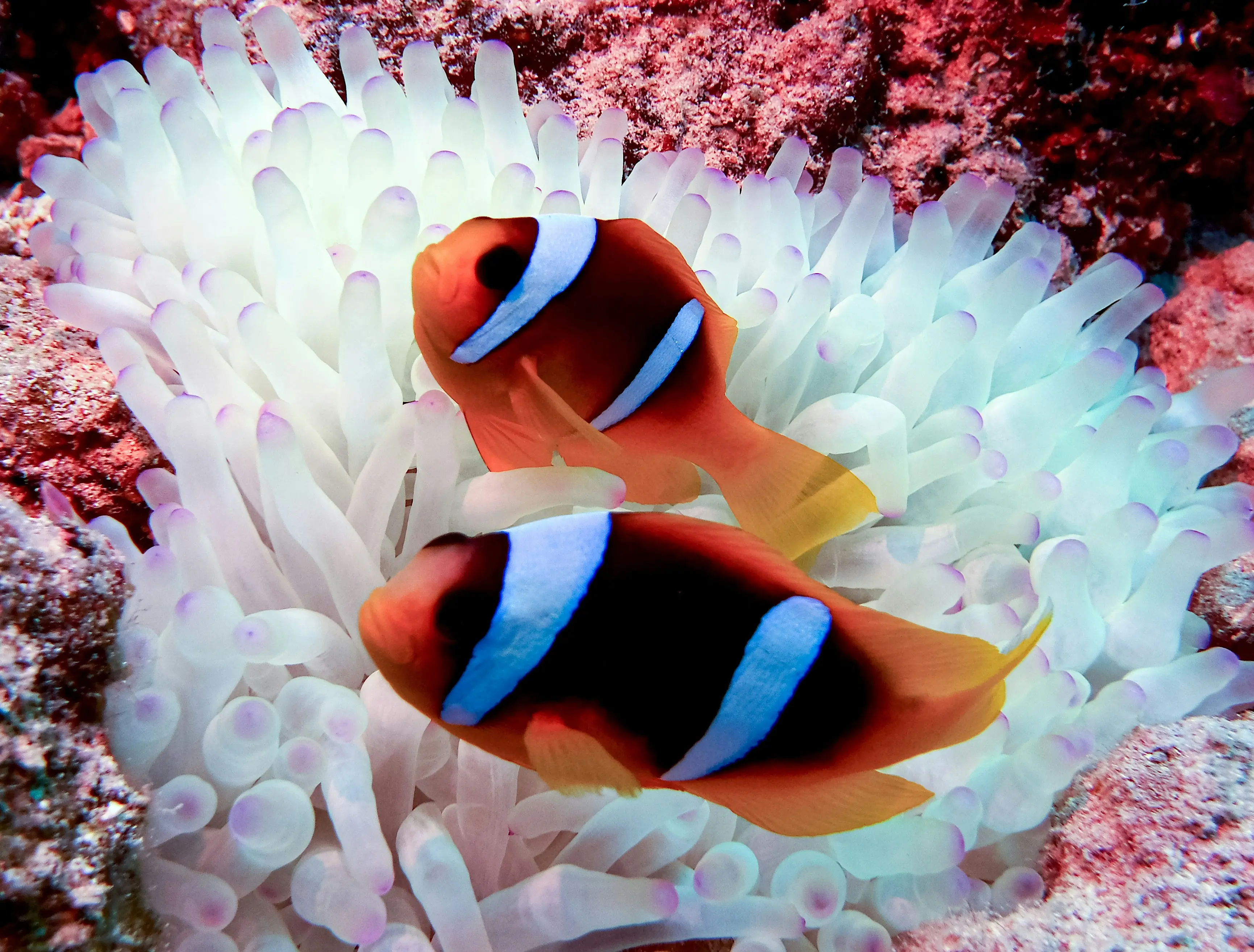 Two Banded Clownfish
